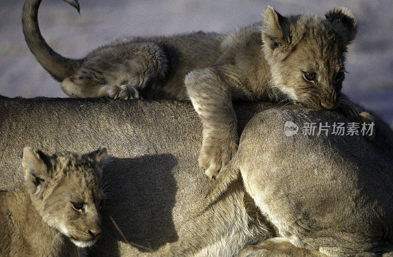 南非，母狮和幼崽。