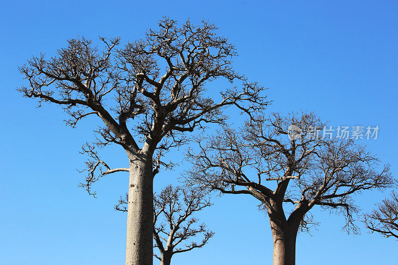 马达加斯加:Andranovory附近的猴面包树