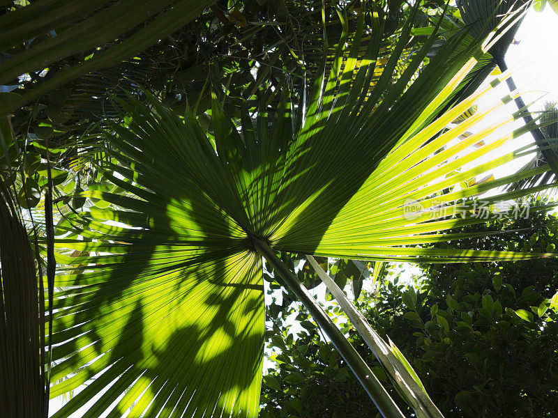 绿色棕榈叶，微距，背光。
