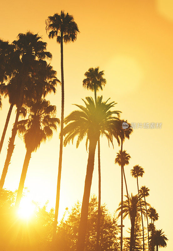 加州日落时的棕榈树