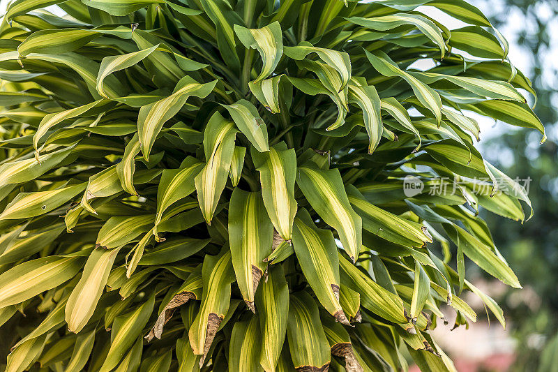 加勒比地区的植被