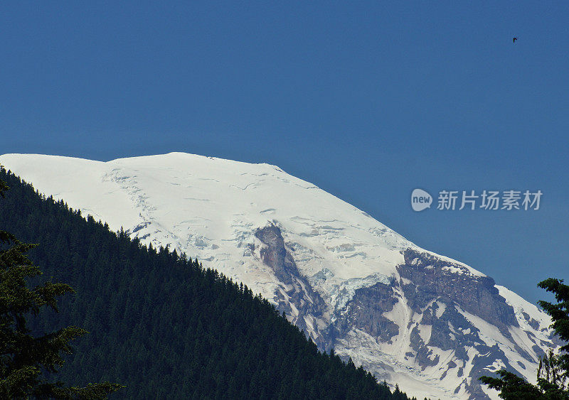 雷尼尔山猎鹰