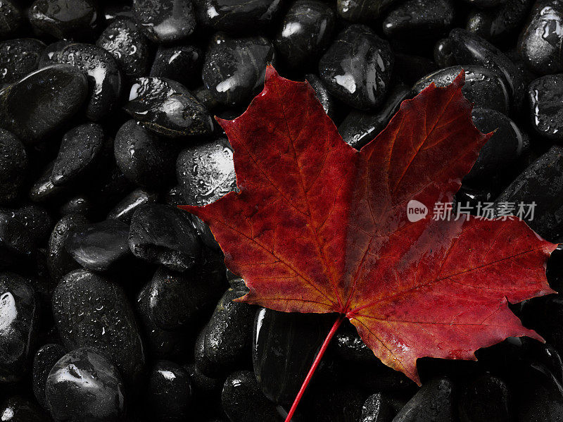 黑色卵石上的红色秋叶