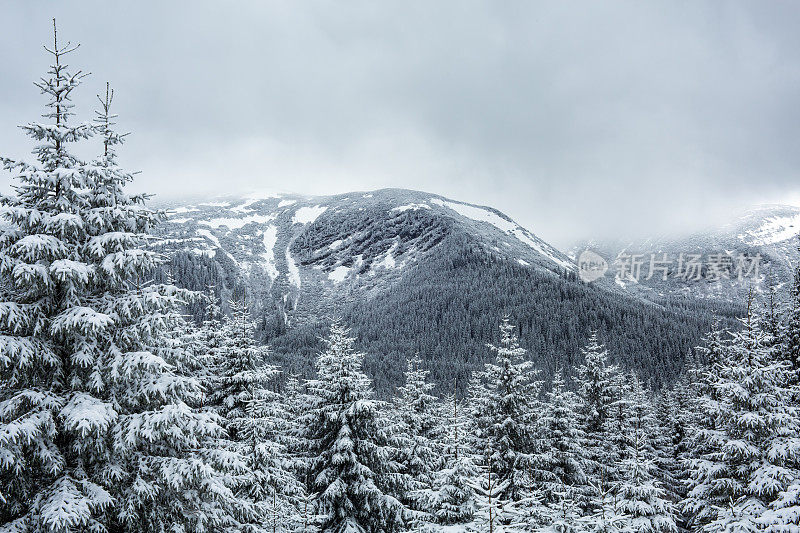 的雪山森林