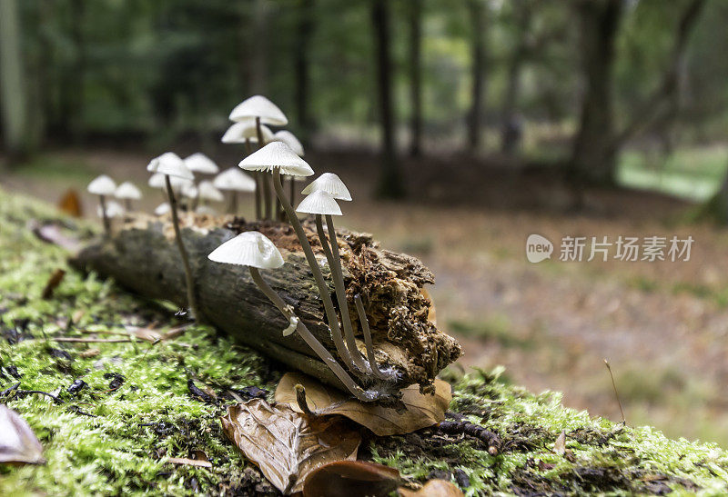 迈塞纳・加洛普斯