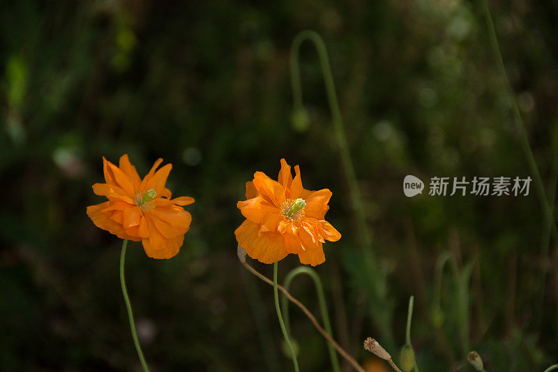 威尔士罂粟在一点阳光和黑暗的背景