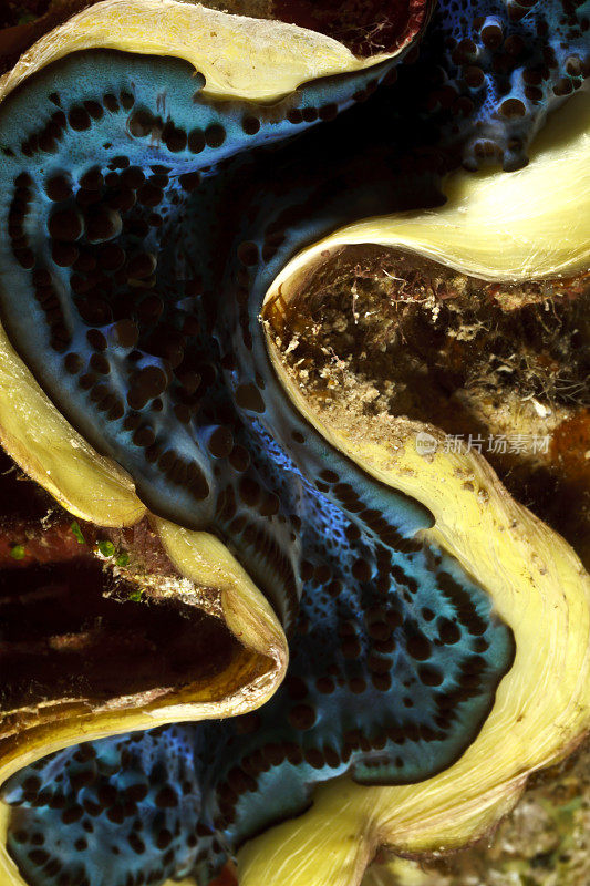 海洋生物-巨型蛤