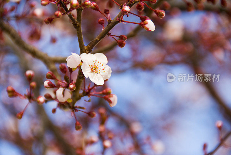 樱桃树开花