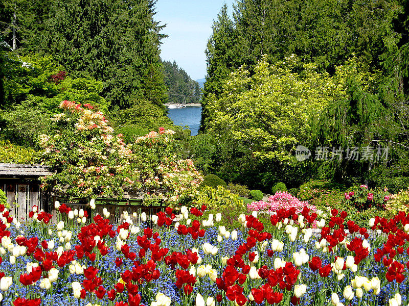 春天的郁金香花园