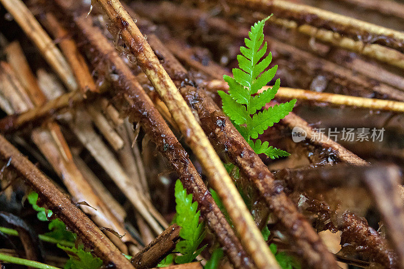 毛蕨-雄性蕨类