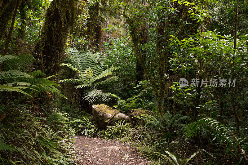 新西兰的雨林