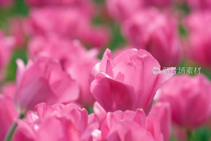 紫菜郁金香背景，全框图像