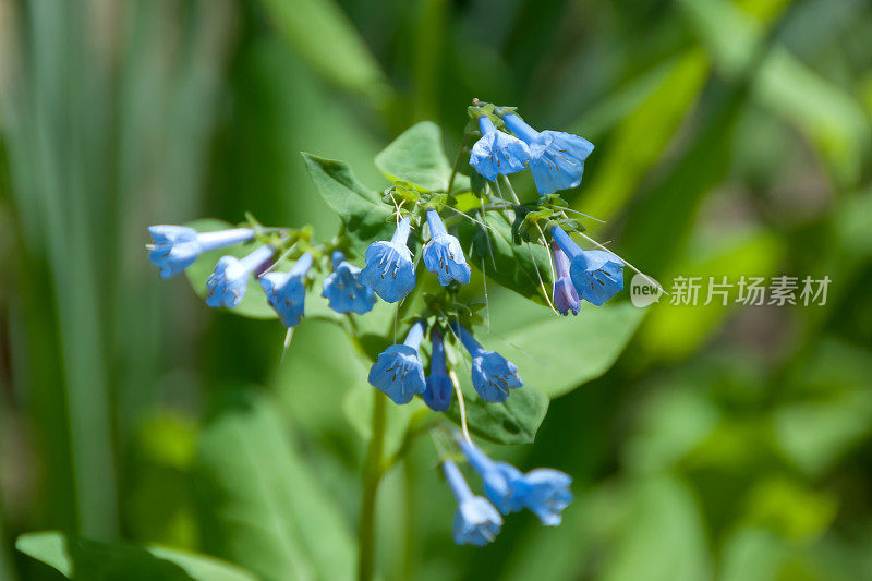 维吉尼亚蓝铃花