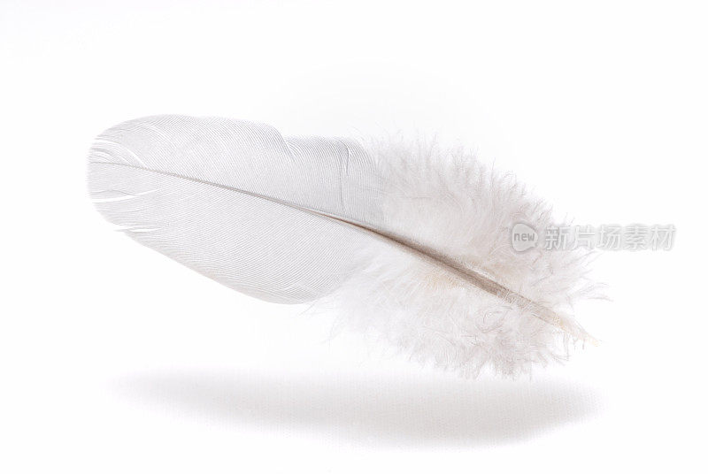 轻盈漂浮的白色羽毛