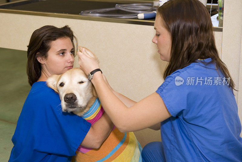 兽医技术员清理获救的金毛猎犬的耳朵