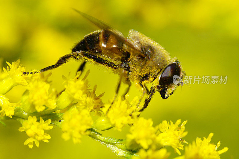 粪蜂在黄花上