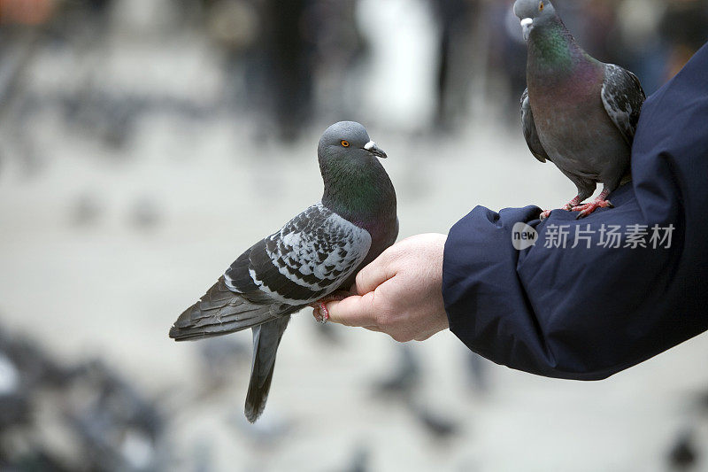 在威尼斯圣马克广场喂鸽子