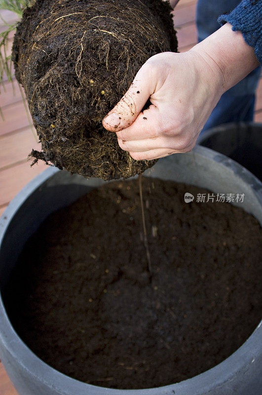 移栽植物的顺序步骤7