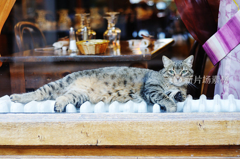 餐厅橱窗里的猫