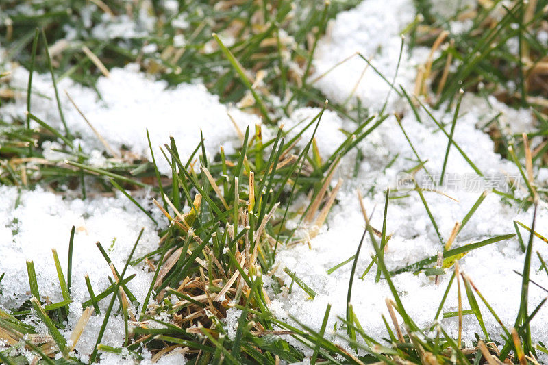 雪和草