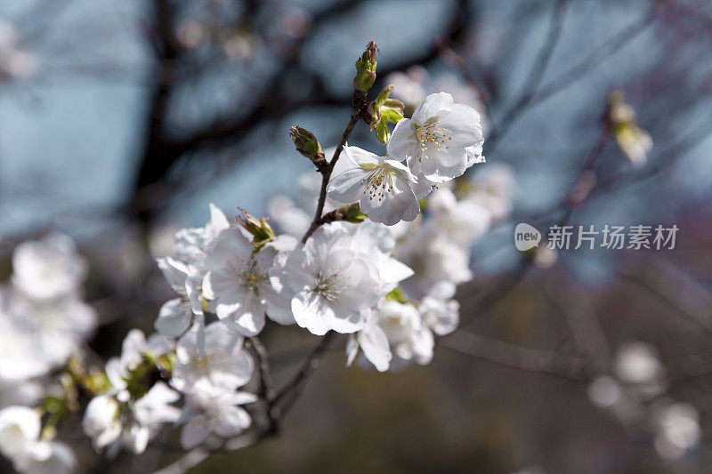 日本樱花盛开