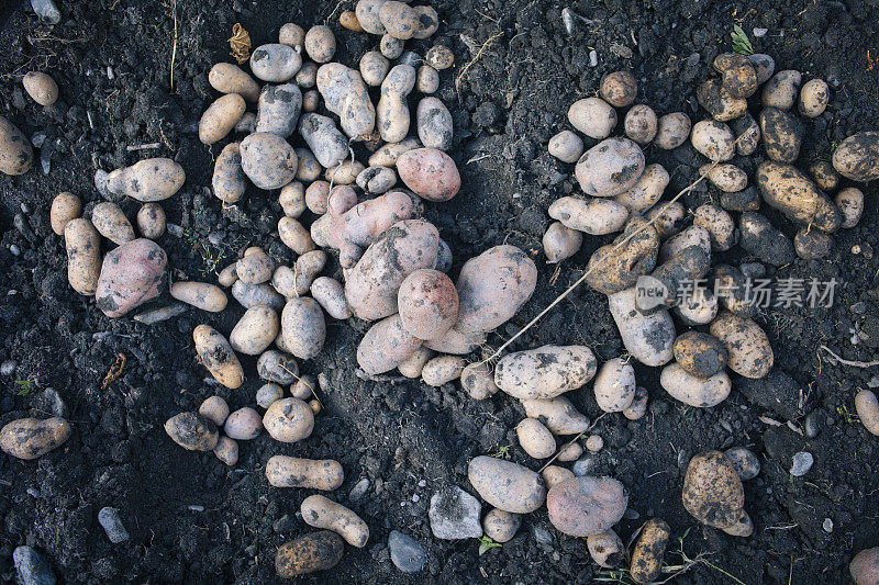 地里刚挖出来的土豆。