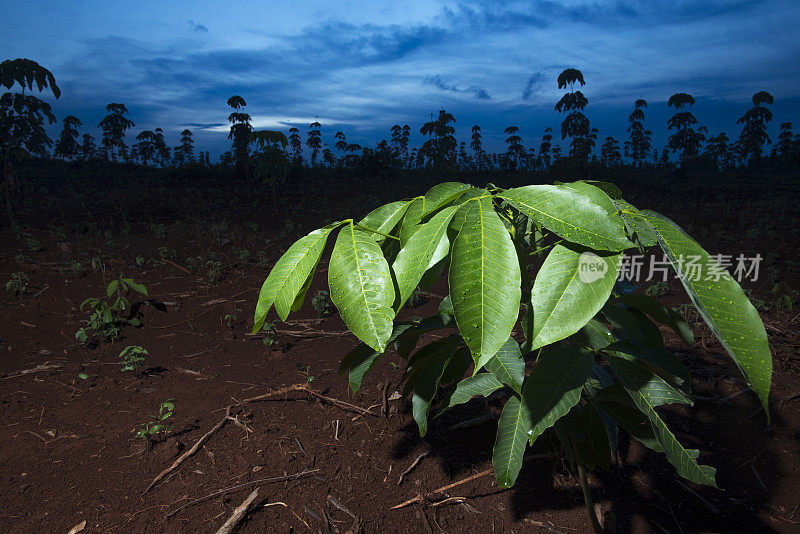 橡胶树种植