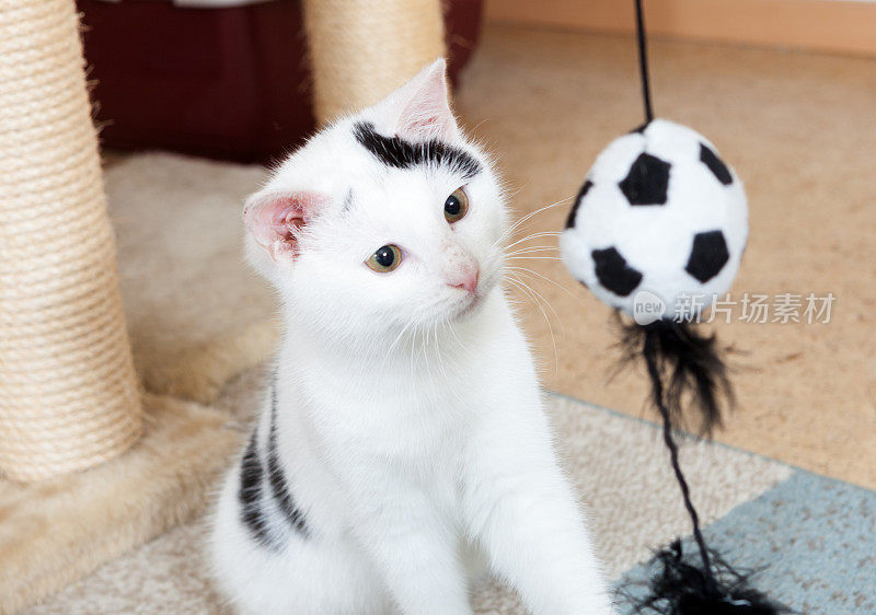 黑白足球小猫
