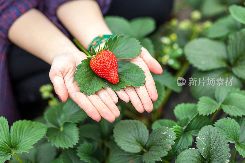 女人手上的草莓