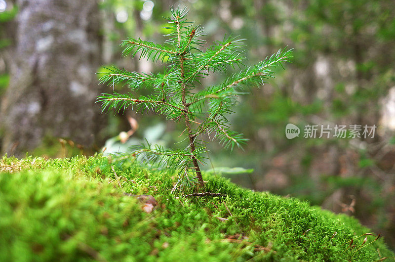 松树树苗