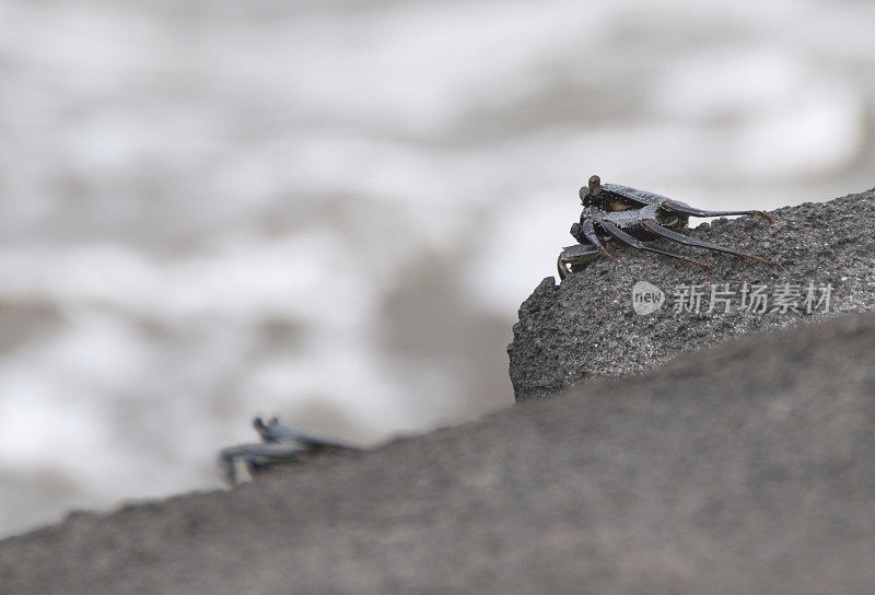 海岸岩石上的黑蟹