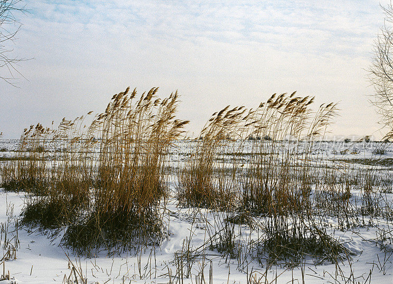 冬天，芦苇，草原。俄罗斯阿斯特拉罕地区的冬天