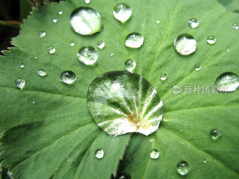 雨滴落在叶子上