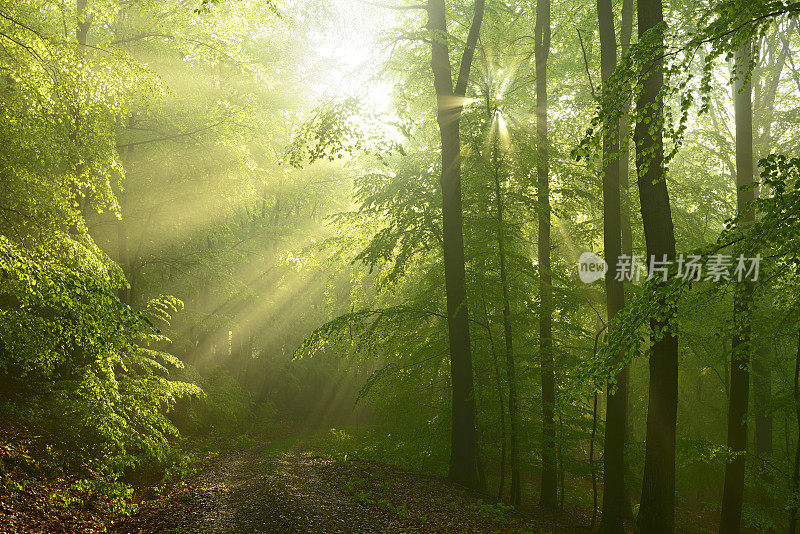 雨后阳光在潮湿的山毛榉林中