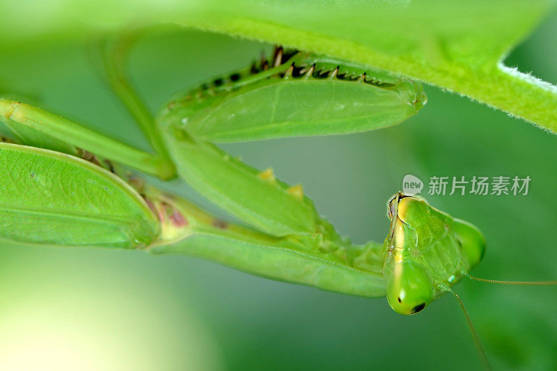 叶子下的螳螂