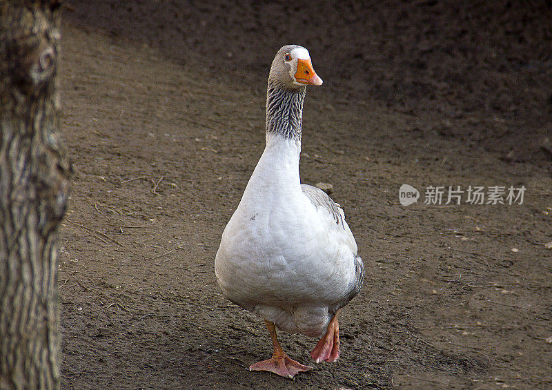 鸭和鹅