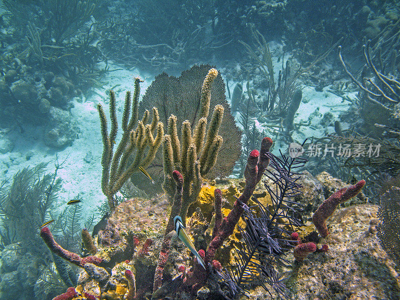 格洛弗的珊瑚环礁
