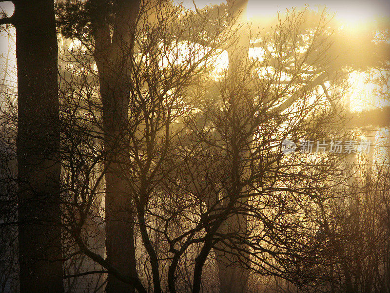 在一个雾蒙蒙的早晨日出，阳光穿过树林