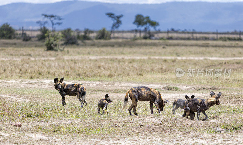 肯尼亚大草原上一群带着小狗的野狗