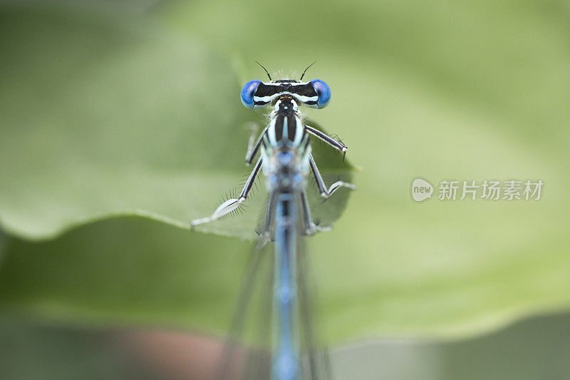 蓝色的大眼睛蜻蜓近了