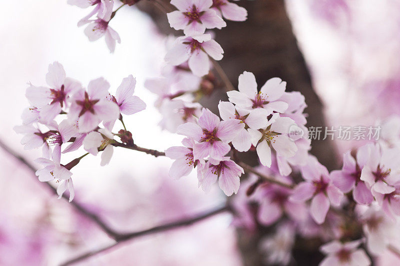 粉红色的樱花在春天盛开