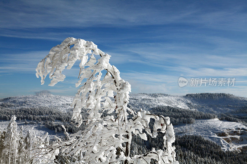 白雪皑皑的冬季景观与树木