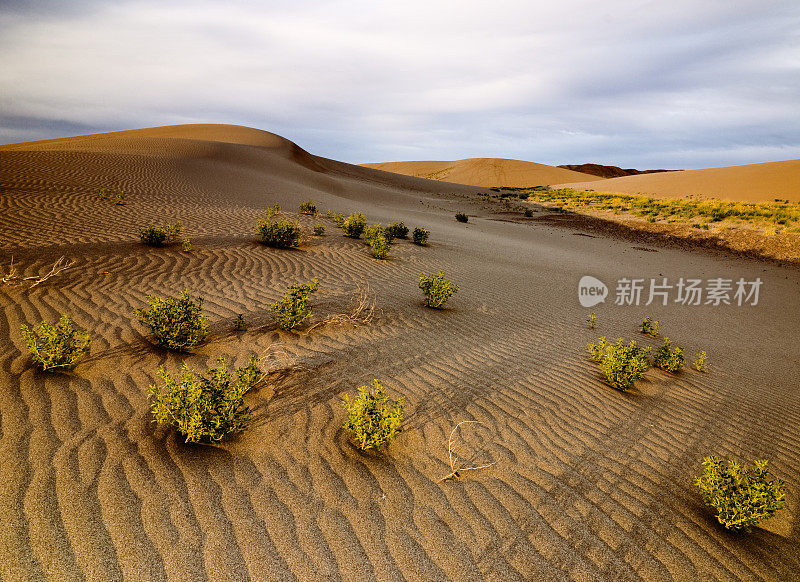 布鲁诺沙丘州立公园