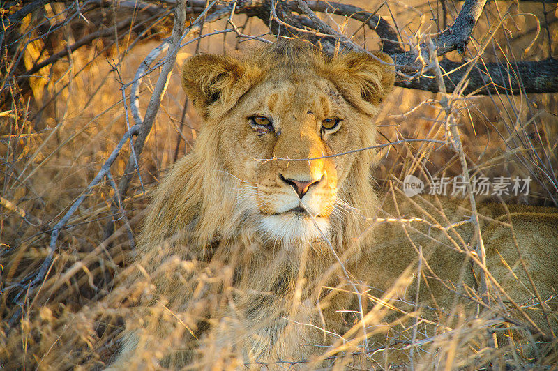 大草原上的南非雌狮