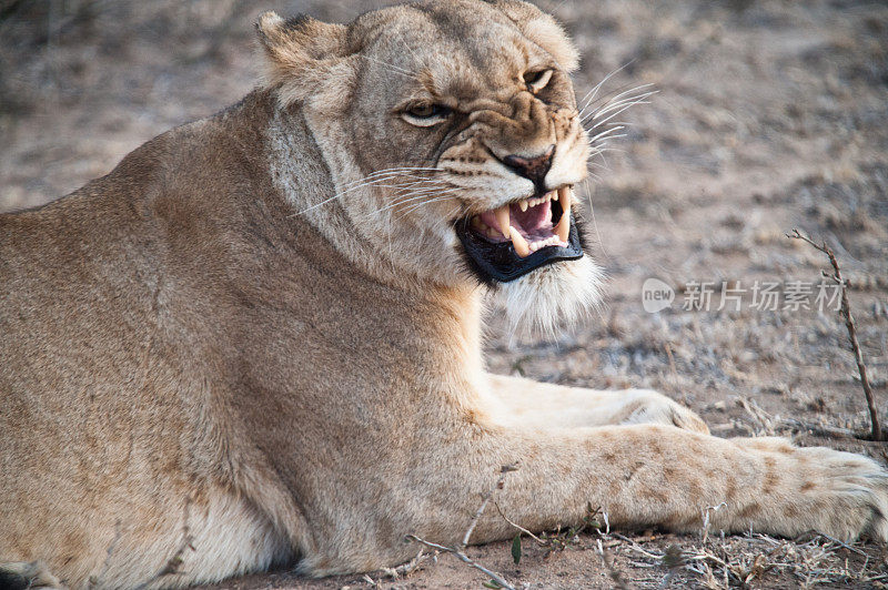 南非母狮的尖叫