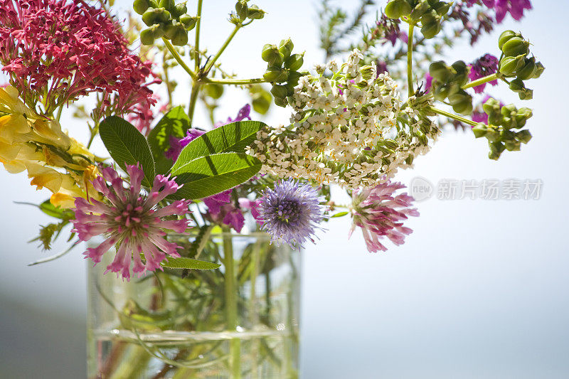 英语沿海花