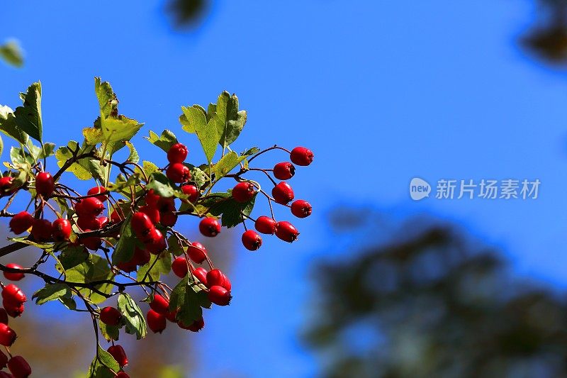 秋天-红山楂浆果