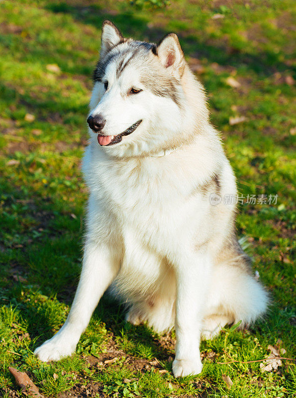 阳光明媚的一天，阿拉斯加雪橇犬在公园里