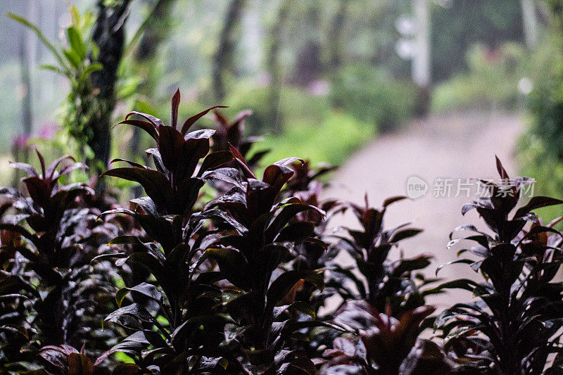 下雨时,在森林