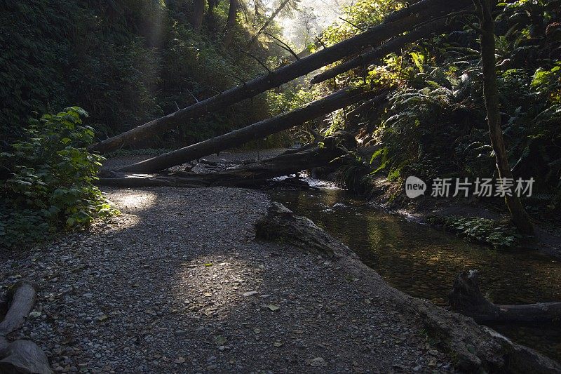 蕨类植物峡谷入口